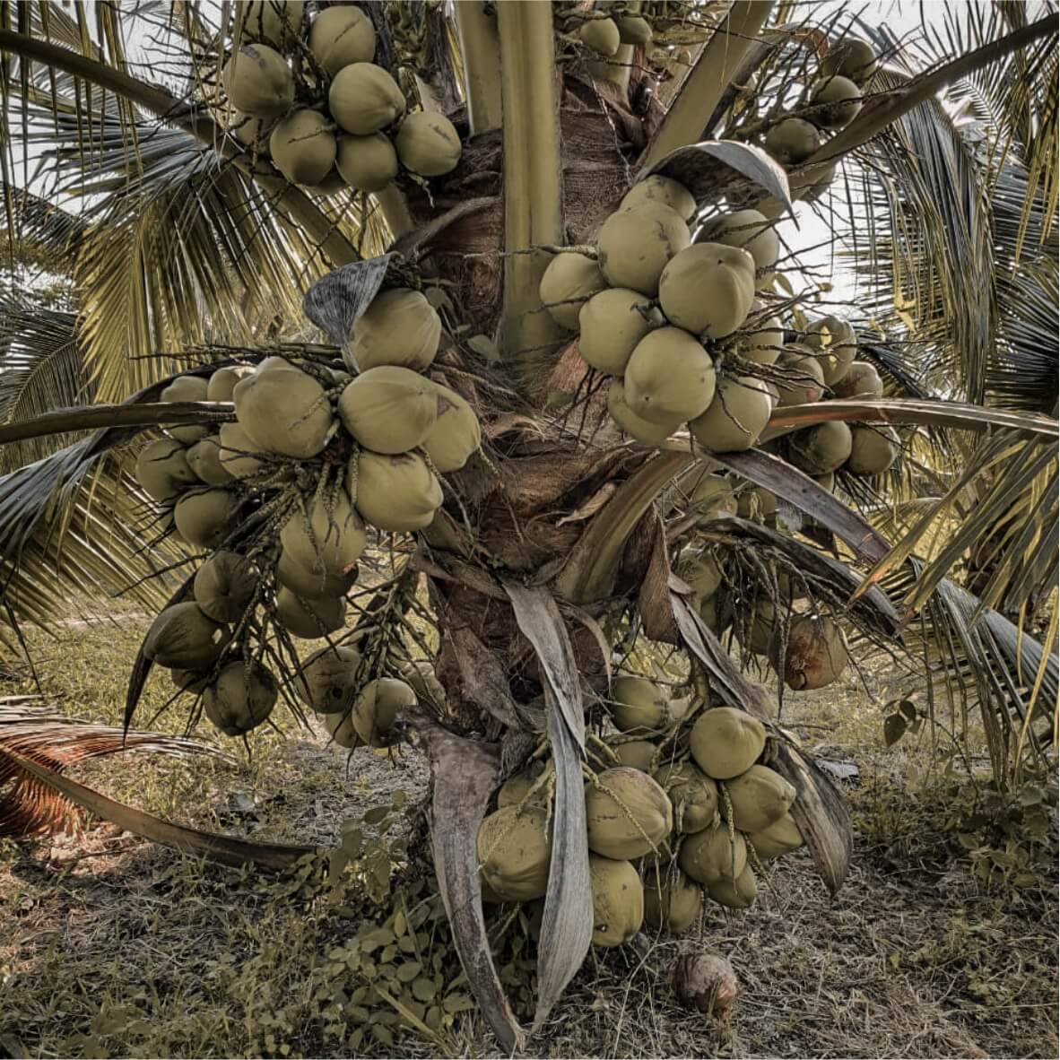 coconut-fruit